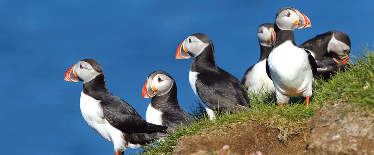 Puffins sitting on a cliff edge in Iceland